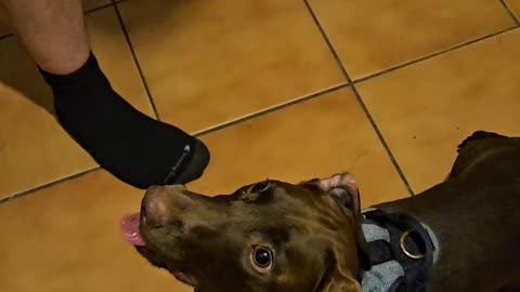 Pup's Ball Addiction Makes His Tongue Crazy