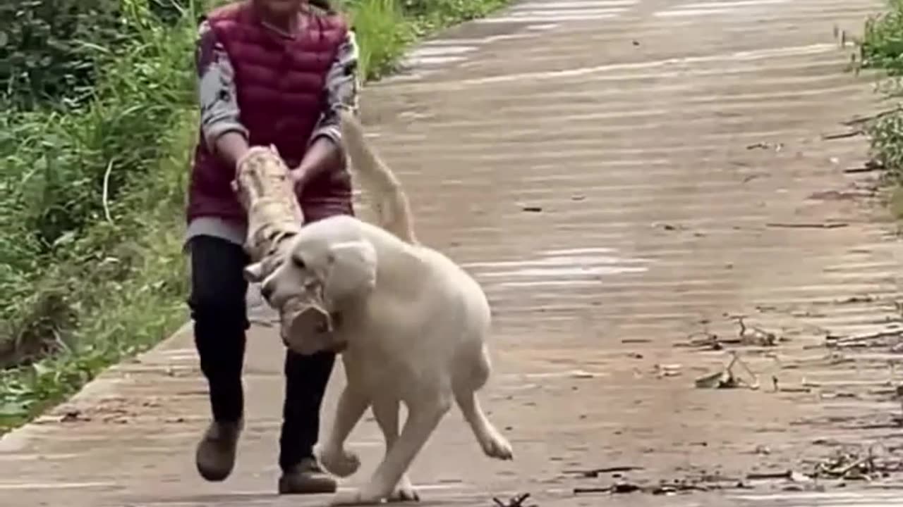My Loyal Dog 2 - FunkyPets4u