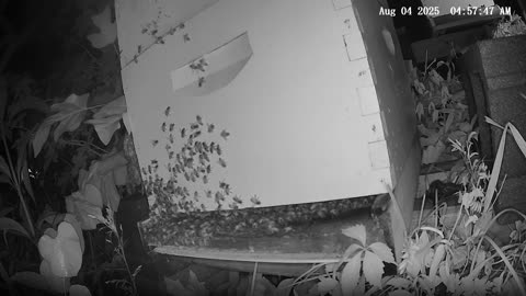 Monday Morning Peek at a Beehive