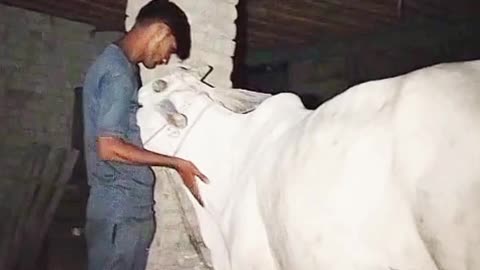 My cow