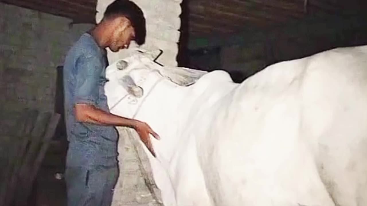 My cow