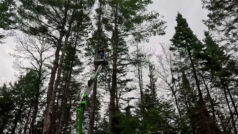 Stump Removal & Grading | Heavy Equipment | Tree Work | Sustainable