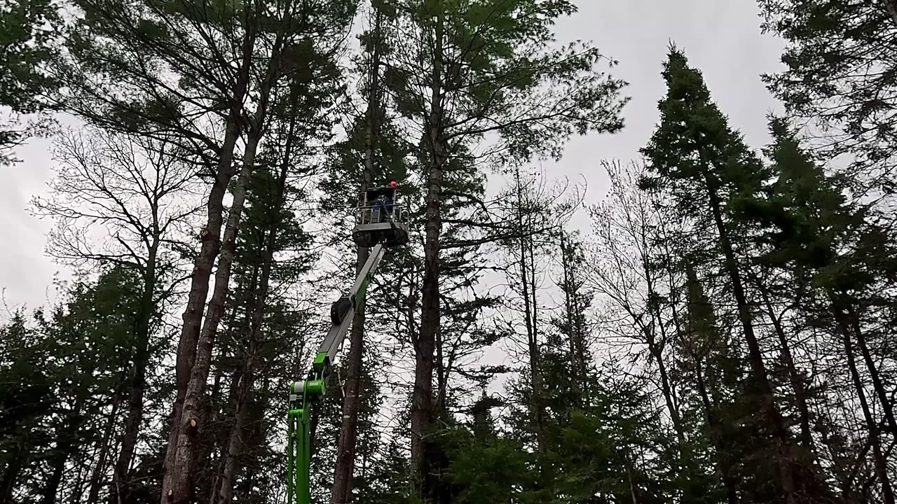 Stump Removal & Grading | Heavy Equipment | Tree Work | Sustainable