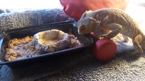 Spike's All-You-Can-Eat Buffet