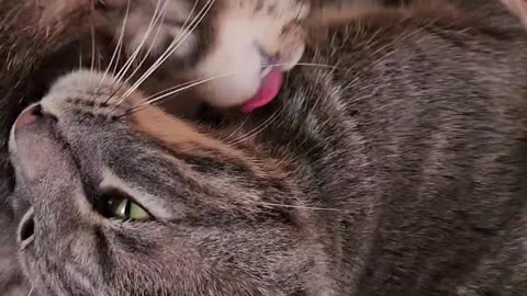 Loving cats