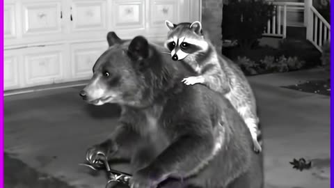 This Bear and Raccoon Are Living Their Best Life
