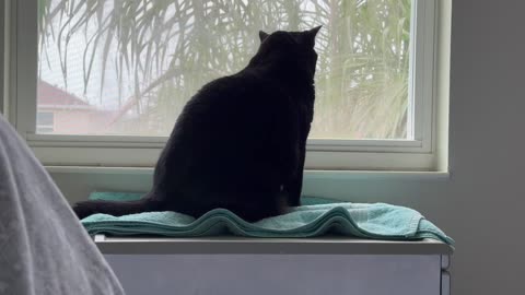 Cute Precious Piper Loves the Rainy Weather - My Adopted Shelter Cat Vlog