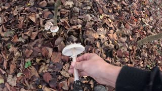 ОТец ищет грибы 16 10 25г Зонтик Конрада