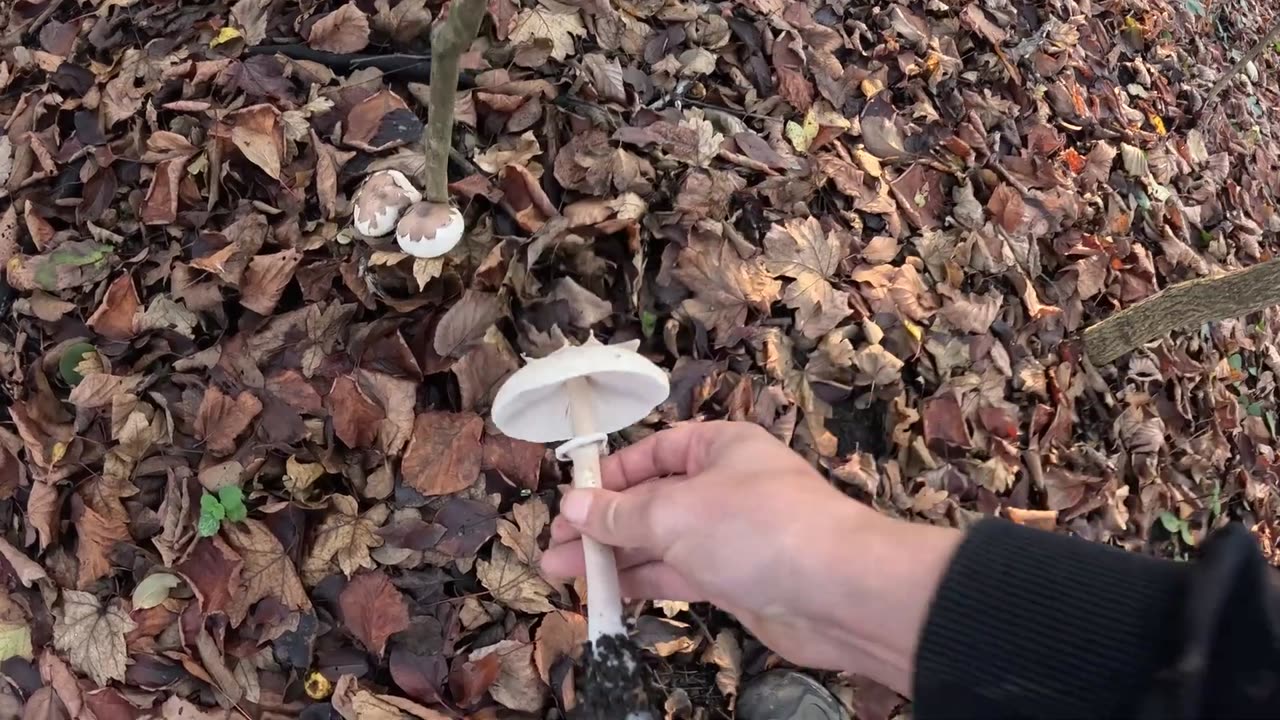 ОТец ищет грибы 16 10 25г Зонтик Конрада