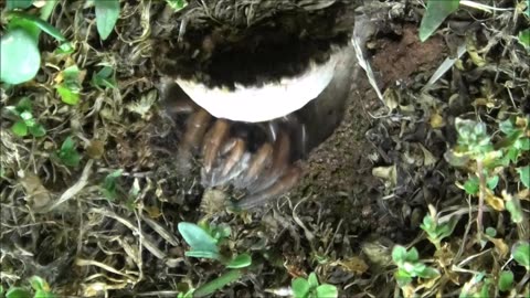 Trapdoor Spider Snatches The Slippery Moth