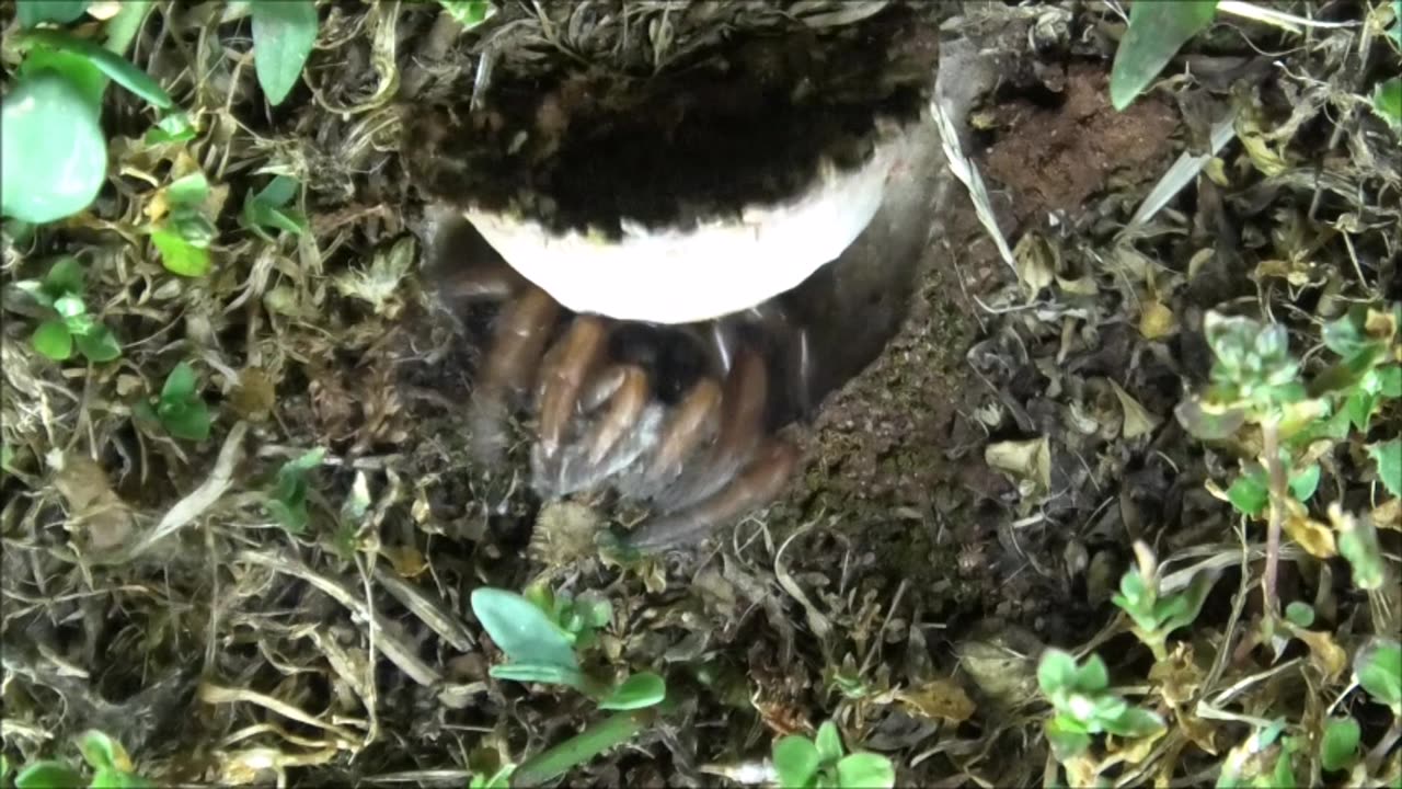 Trapdoor Spider Snatches The Slippery Moth