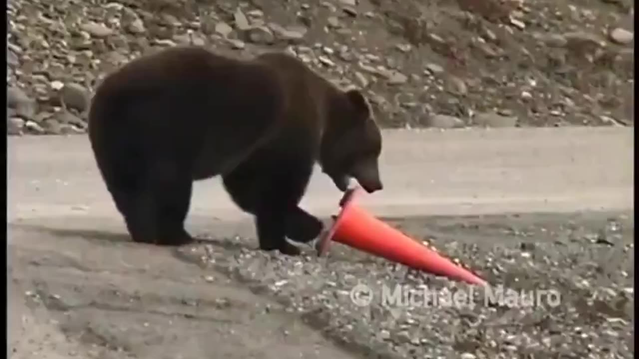 This is just a bear... being a good citizen..
