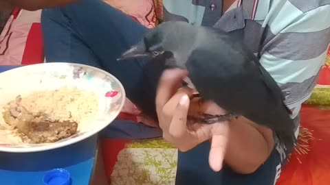 Share own food with rescue Crow Baby