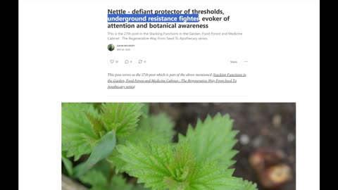 Mounsey Minute Episode 17 - Nettle, the underground resistance fighter
