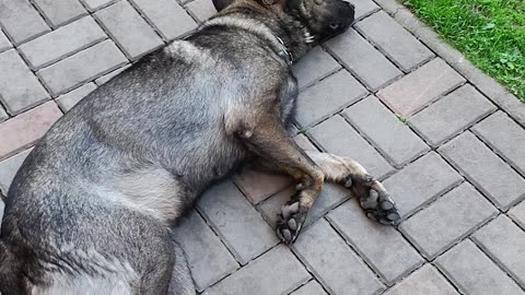 Puppy Litter Has Family Nap Time