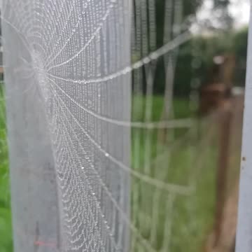 Pajęczyna [Rumble Short]