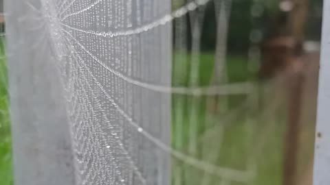 Pajęczyna [Rumble Short]