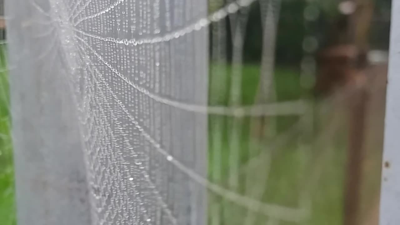 Pajęczyna [Rumble Short]