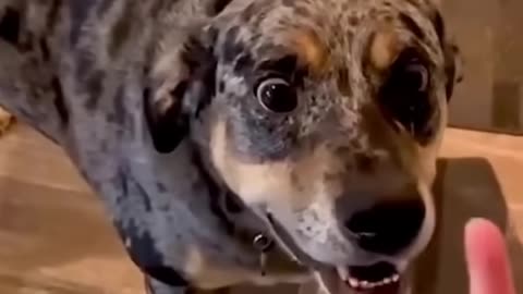funny dog videos