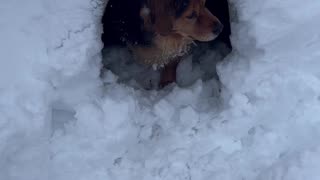 Basset Hound and Beagle Shepherd Love the Snow + Snowmaggedon