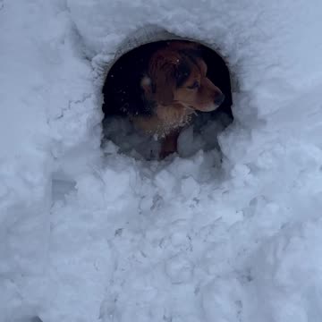 Basset Hound and Beagle Shepherd Love the Snow + Snowmaggedon