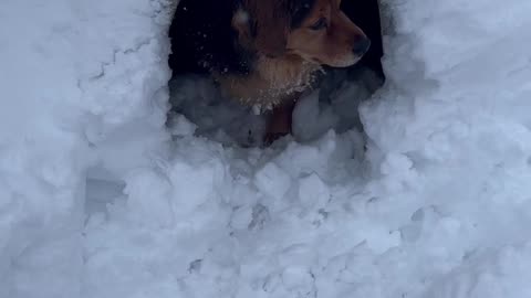 Basset Hound and Beagle Shepherd Love the Snow + Snowmaggedon