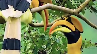 Unique hornbills.