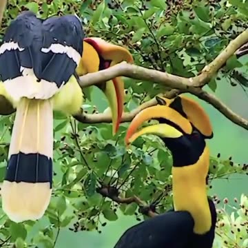 Unique hornbills.