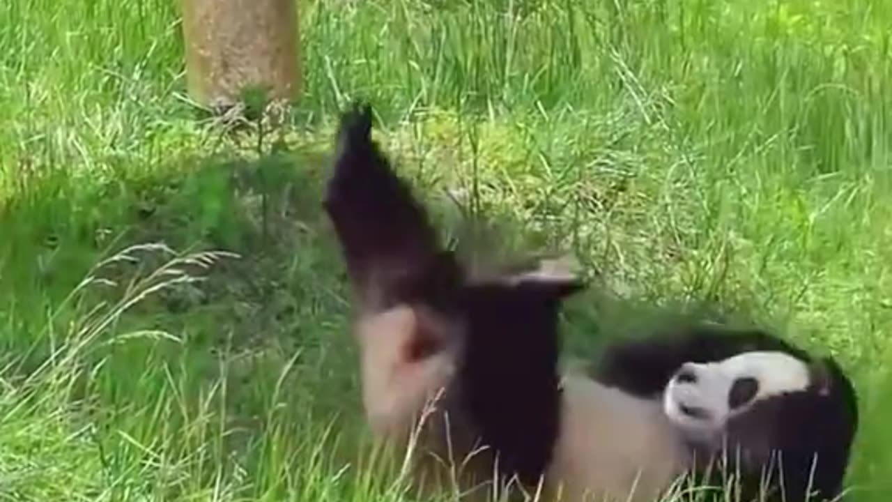Panda core