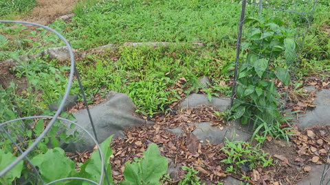 TOO many Veggies