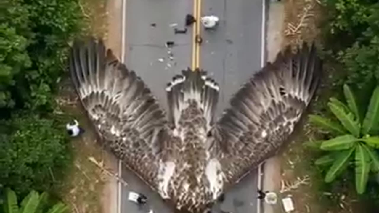 *Title:* Eagle’s Tragic Accident on the Road 🦅