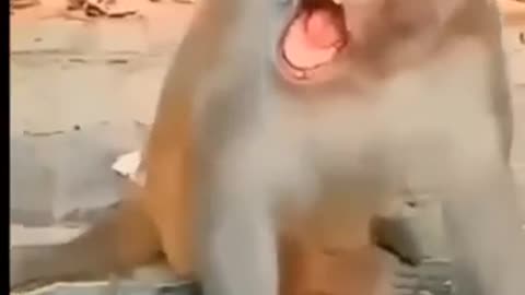 Funny short videos