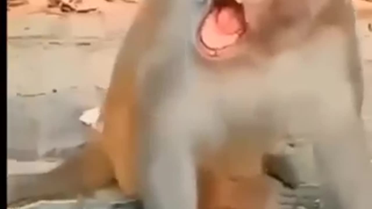 Funny short videos