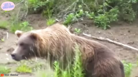 Animal Showdowns: The Wrong Adversary #1