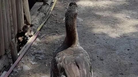 Goose