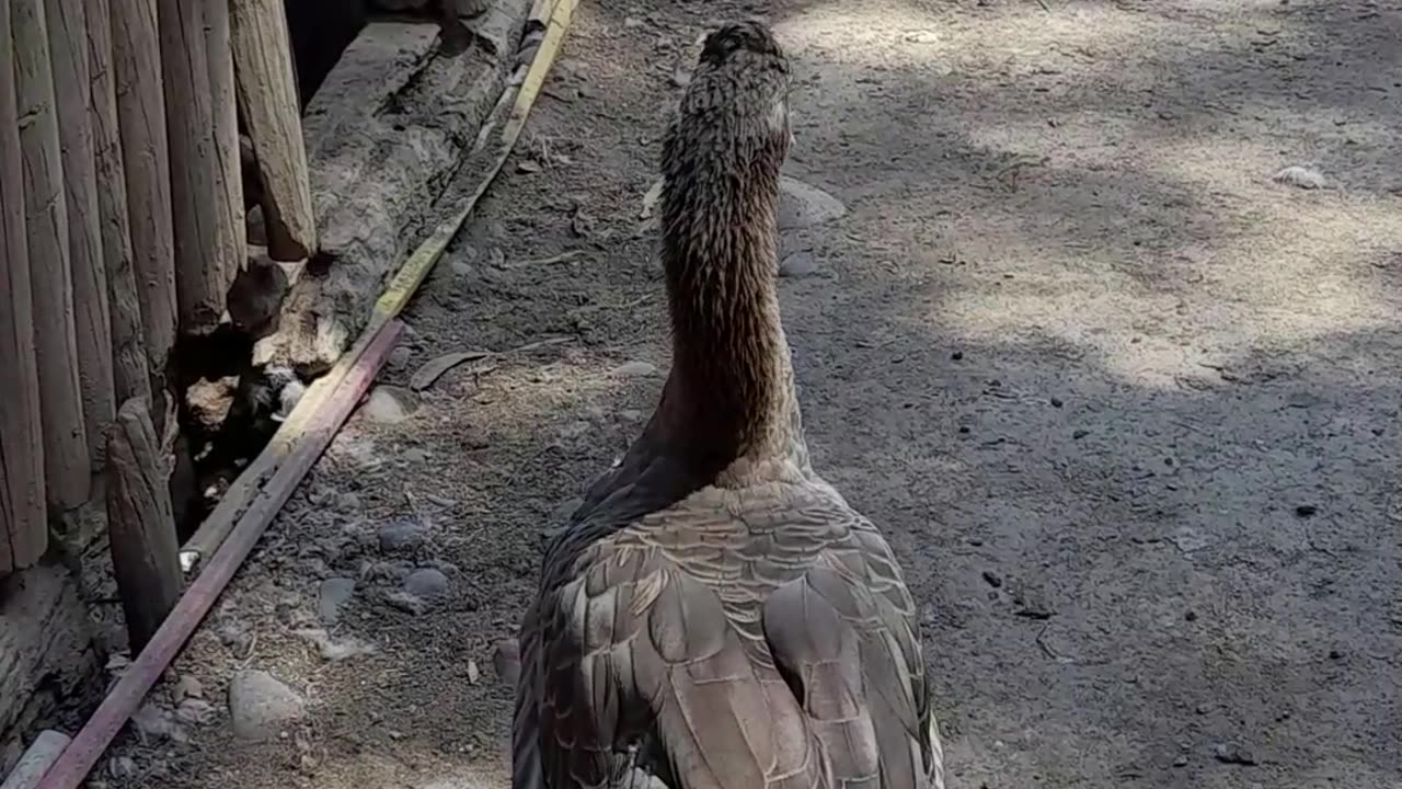 Goose