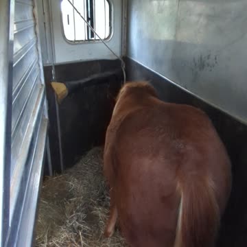 Sriracha - 2nd session trailer slot training 22 Oct 2025