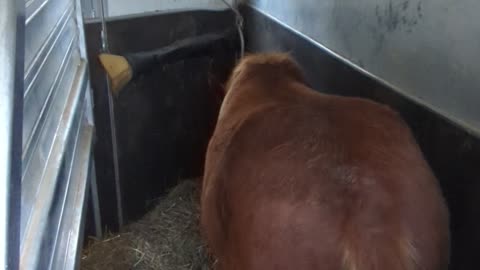 Sriracha - 2nd session trailer slot training 22 Oct 2025