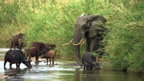 Wild Animals of Africa - Wildlife Part 1
