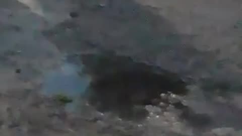 Tarde-noche con los peludos el último domingo del 2025