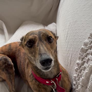 Greyhound Ears React To Commands