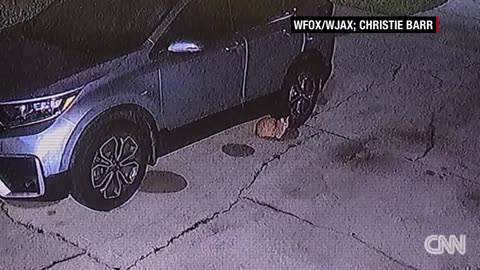 Woman wakes up to find car destroyed. Video shows unlikely culprits