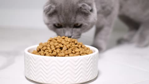 Gray cat approaching his food dish to eat