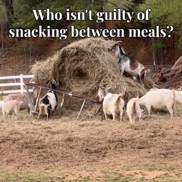 Who isn't guilty of snacking between meals?