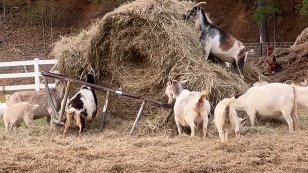 Who isn't guilty of snacking between meals?