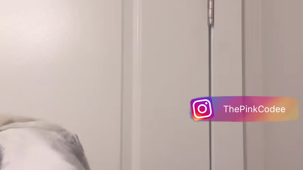 CHI TROLLS CECE IN HORSE COSTUME AND DOES PK WITH SUPA !!!