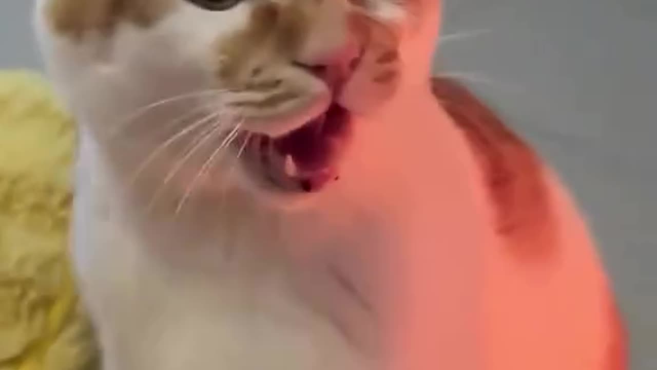 Funny Cat Video 😁😁