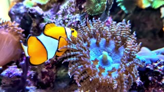 Warm Fireplace House Jazz