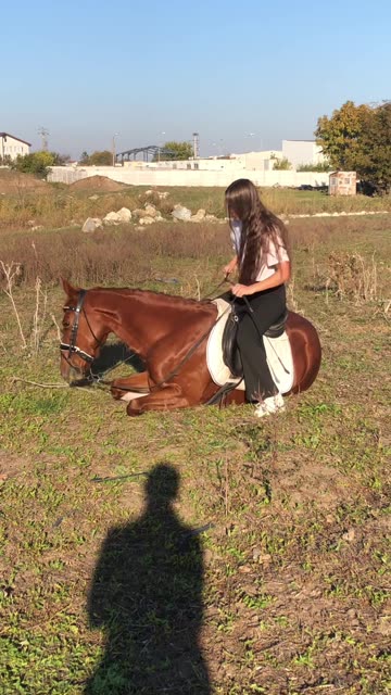 Horse Training,Horse & Rider as One