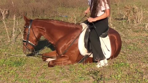 Horse Training,Horse & Rider as One